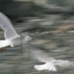bird-slowershutter