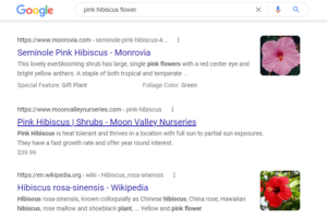 pink hibiscus Google search example